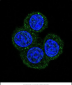 MEN1 Antibody (N-term)